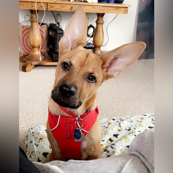 Meet your Posher, Shelby - Picture 11 of 14